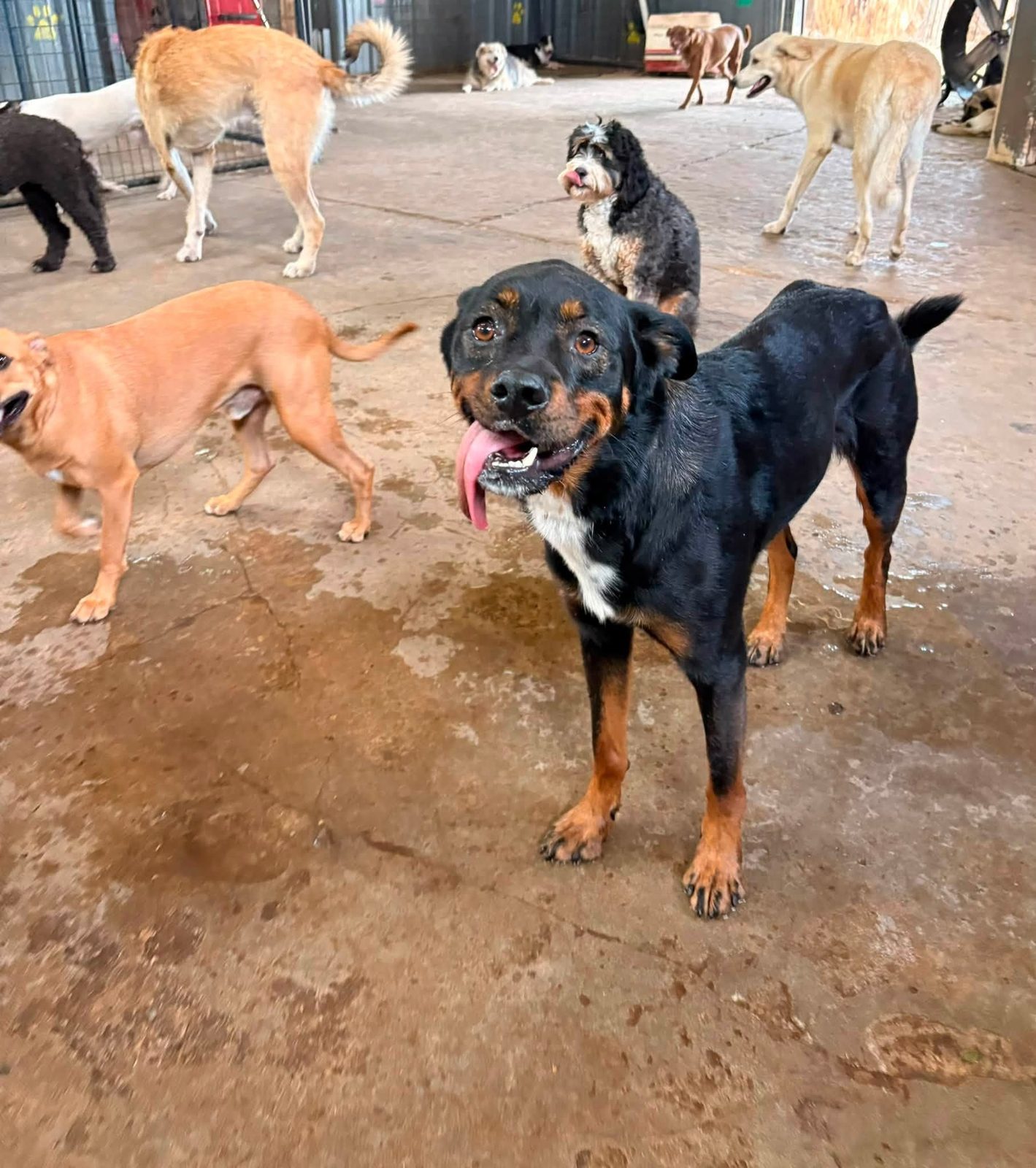 Doggie daycare