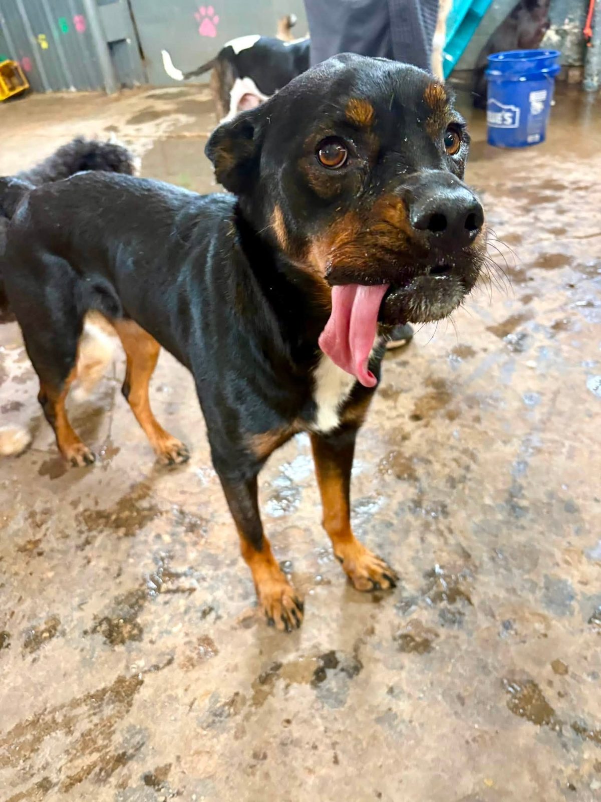 Puppy & new-dog intros