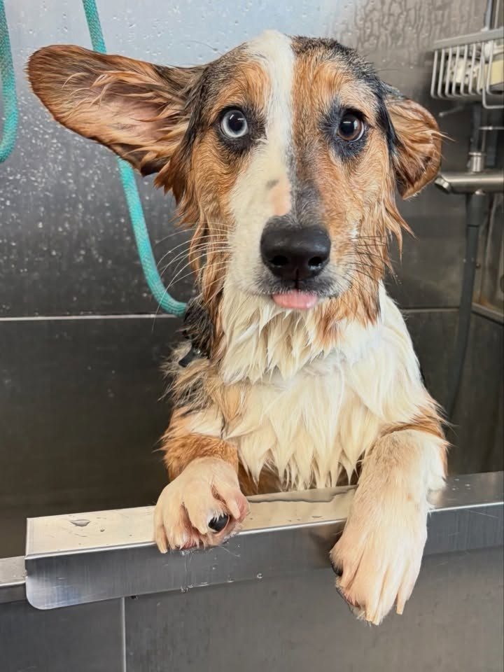Baths & nail trims