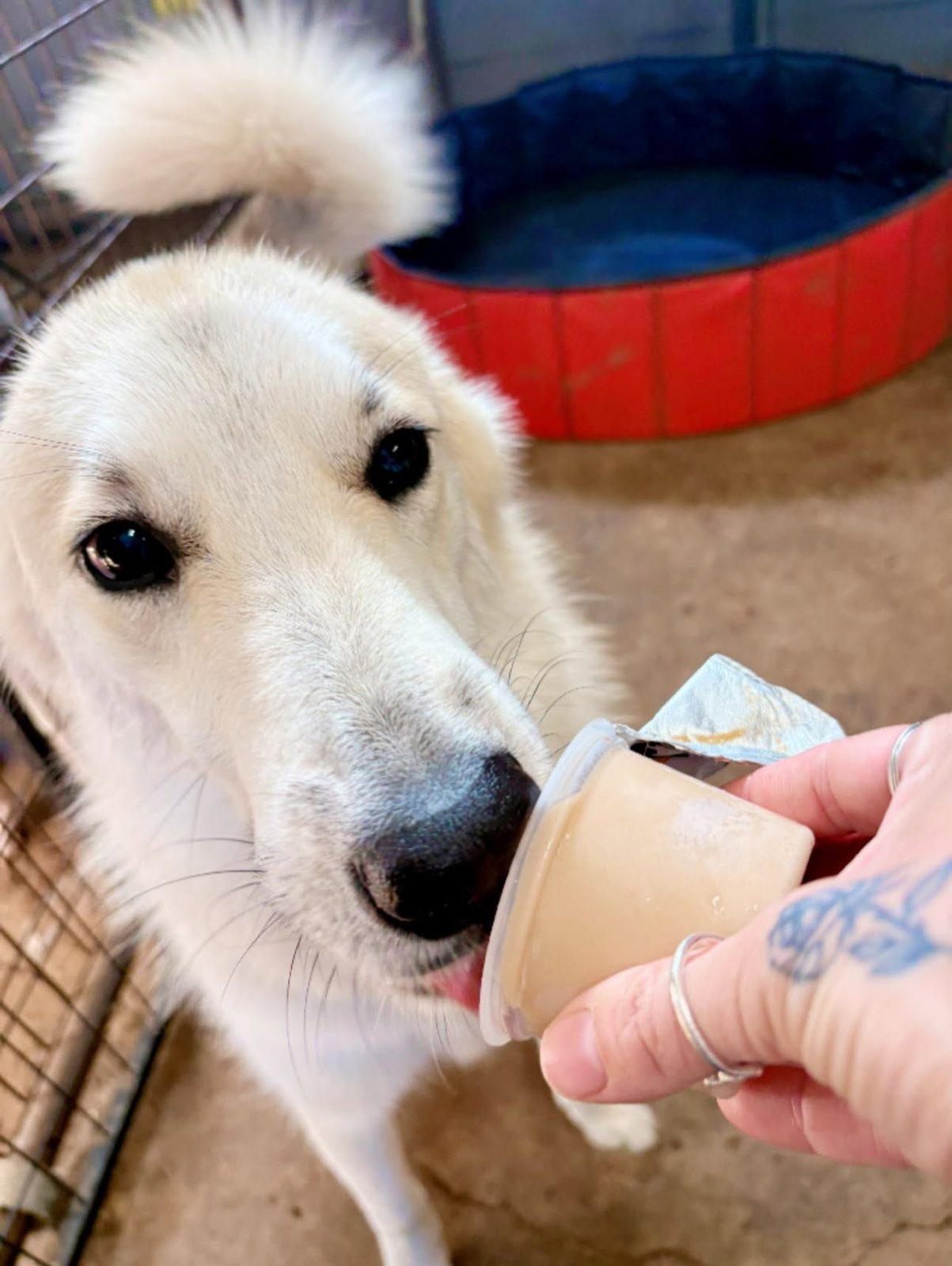 Pupsicles & treats